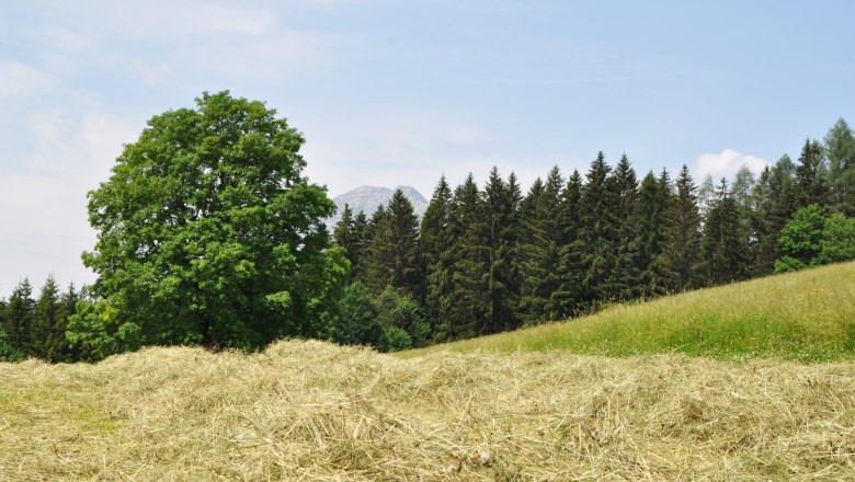 Heuernte im Naturpark, © Naturpark Ötscher-Tormäuer Heuernte im Naturpark, © Naturpark Ötscher-Tormäuer