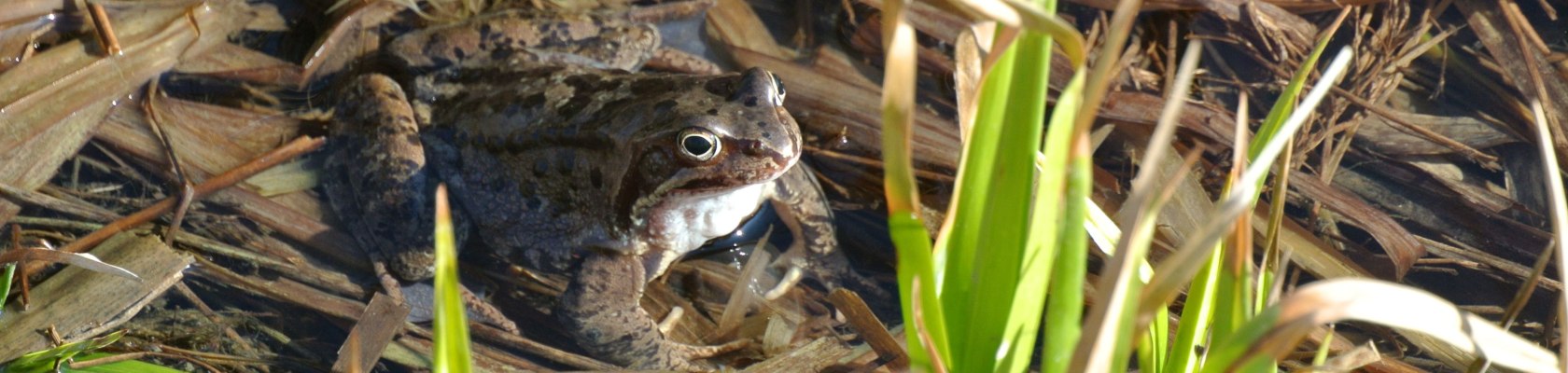 Frosch im Biotop, Key Visual, © Naturpark Ötscher-Tormäuer