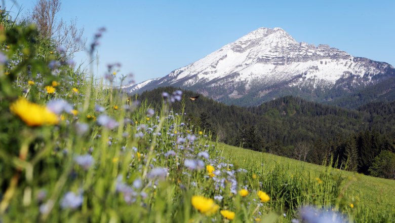 Ötscher view from the Joachimsberg, © weinfranz.at Ötscher mountain with snow-covered peak, surrounded by forests and a flower meadow in the foreground.