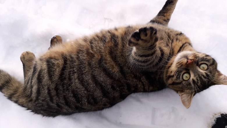 Winter am Höchbauernhof, © Höchbauernhof Winter am Höchbauernhof, © Höchbauernhof