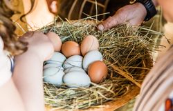 Kinder haben ein Nest voll mit bunten Hühnereiern in der Hand. 