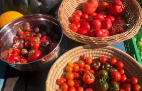 Gem&uuml;seernte Karin Grie&szlig;l, &copy; Karin Grie&szlig;l