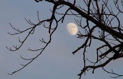 Ein sanfter Abendhimmel umrahmt den fast vollen Mond, der geheimnisvoll zwischen den kahlen Ästen eines Baumes schimmert. Die ruhige Atmosphäre lädt dazu ein, innezuhalten und die Schönheit der Natur zu genießen, während die Dämmerung langsam hereinbricht.
