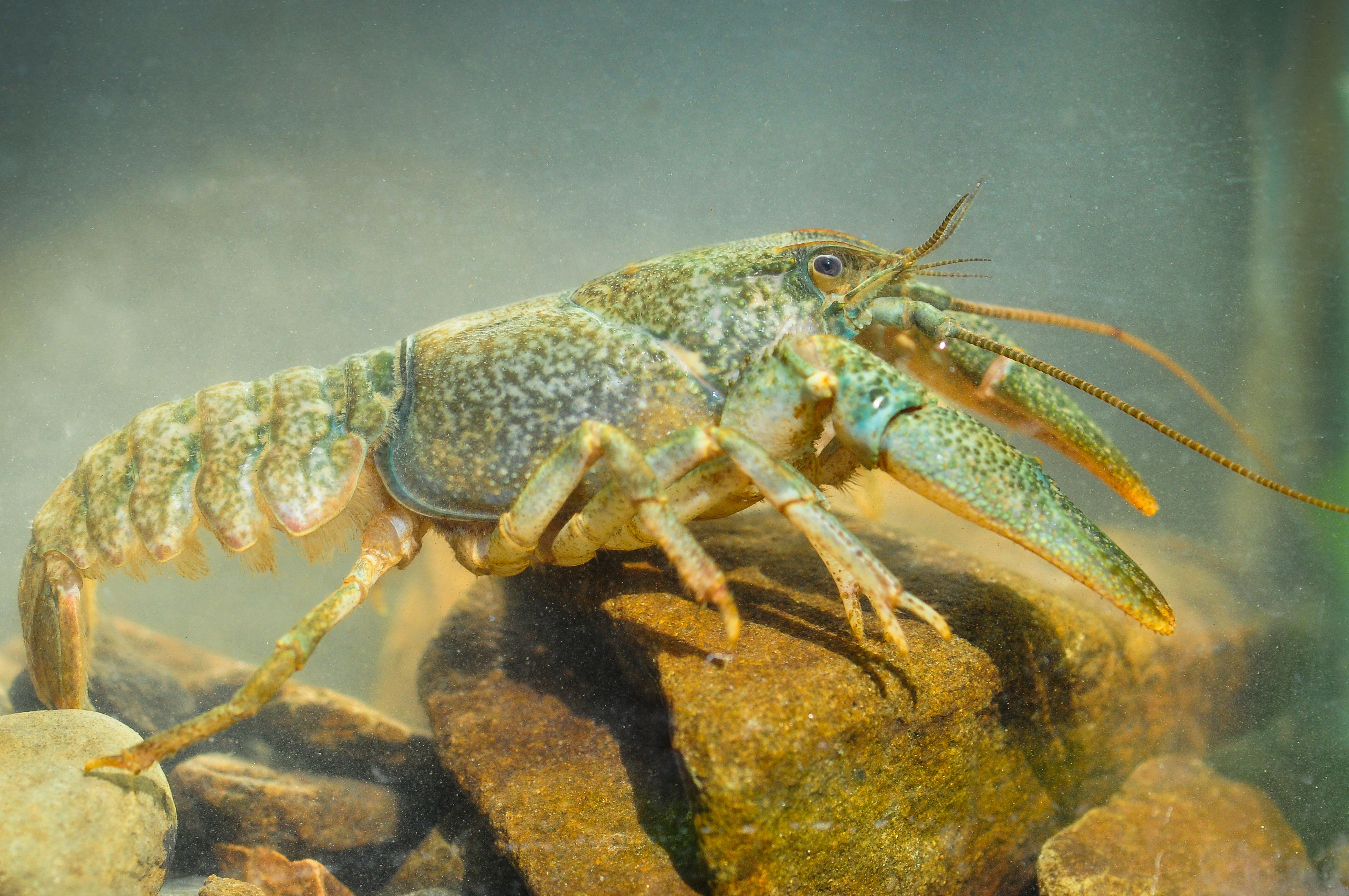 Steinkrebs unter Wasser
