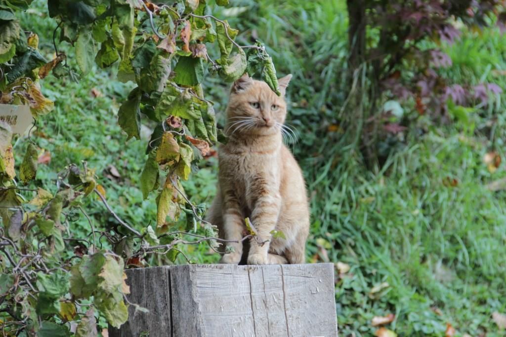 Cat Leni