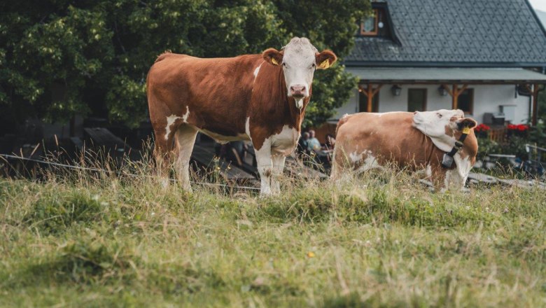 Almhaus Hochb&auml;rneck, &copy; Gerald Demolsky