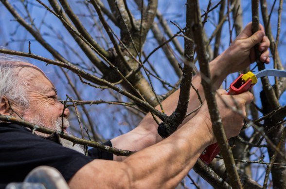 Obstbaum-Schnittkurse im Naturpark &Ouml;tscher-Torm&auml;uer, &copy; Gerald Pr&uuml;ller
