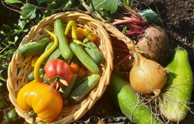 Gemüsegarten Höchbauer, © Martha Weber