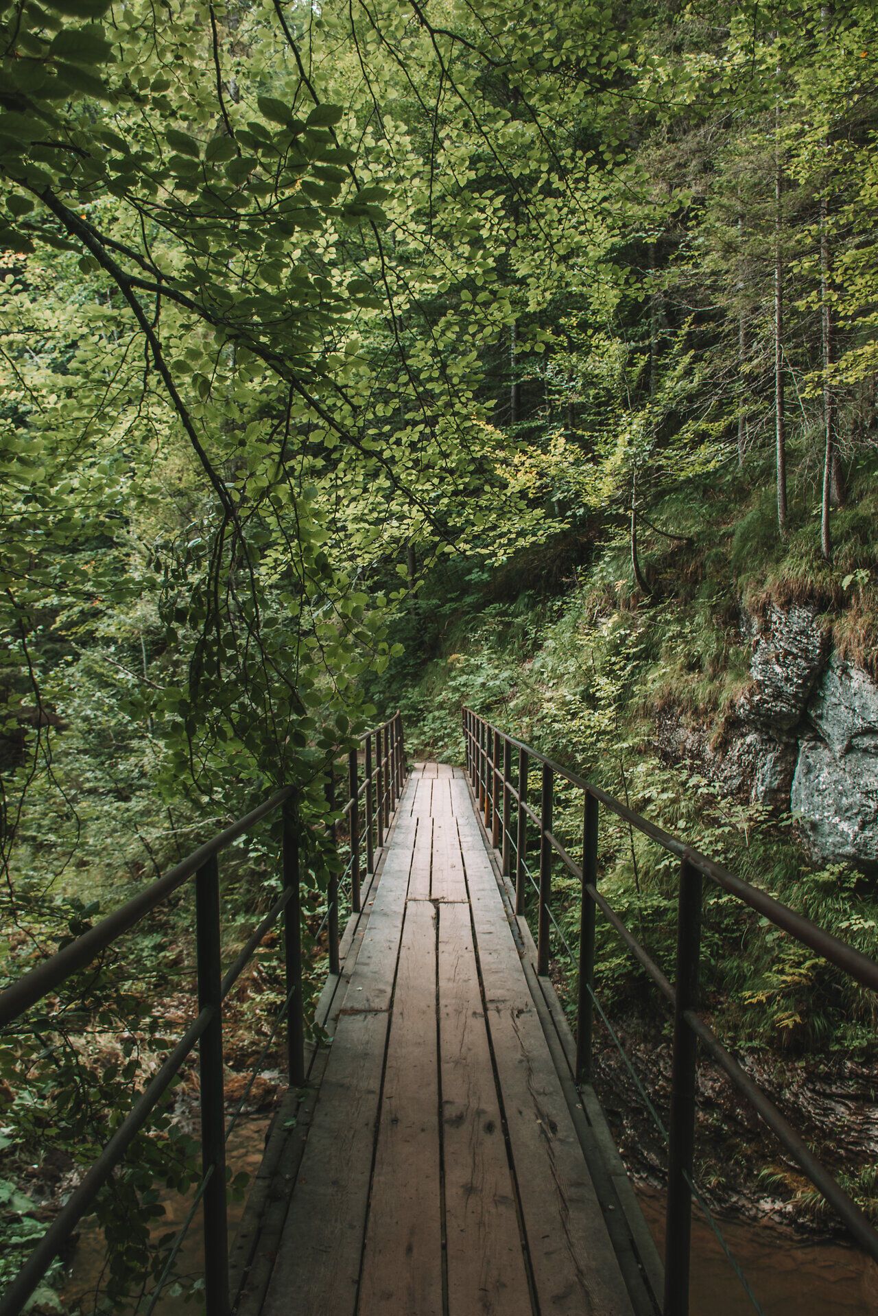 Ein schmaler Holzsteg schlängelt sich durch die üppige, grüne Landschaft, umgeben von majestätischen Bäumen und sanften Hügeln. Die frische, klare Luft und das sanfte Rauschen des Wassers schaffen eine friedliche Atmosphäre, die zum Verweilen einlädt. Hier in den Ötschergräben erleben Besucher die unberührte Natur in ihrer schönsten Form.