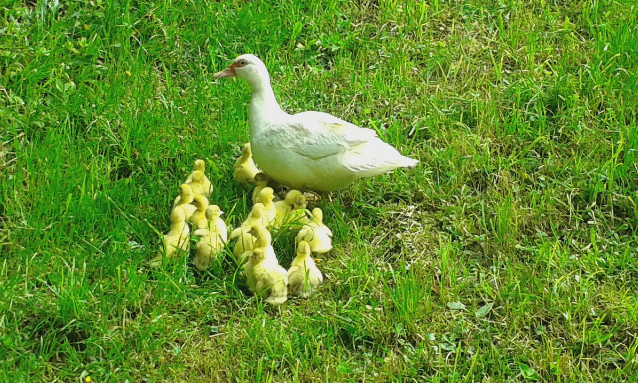 Duck family