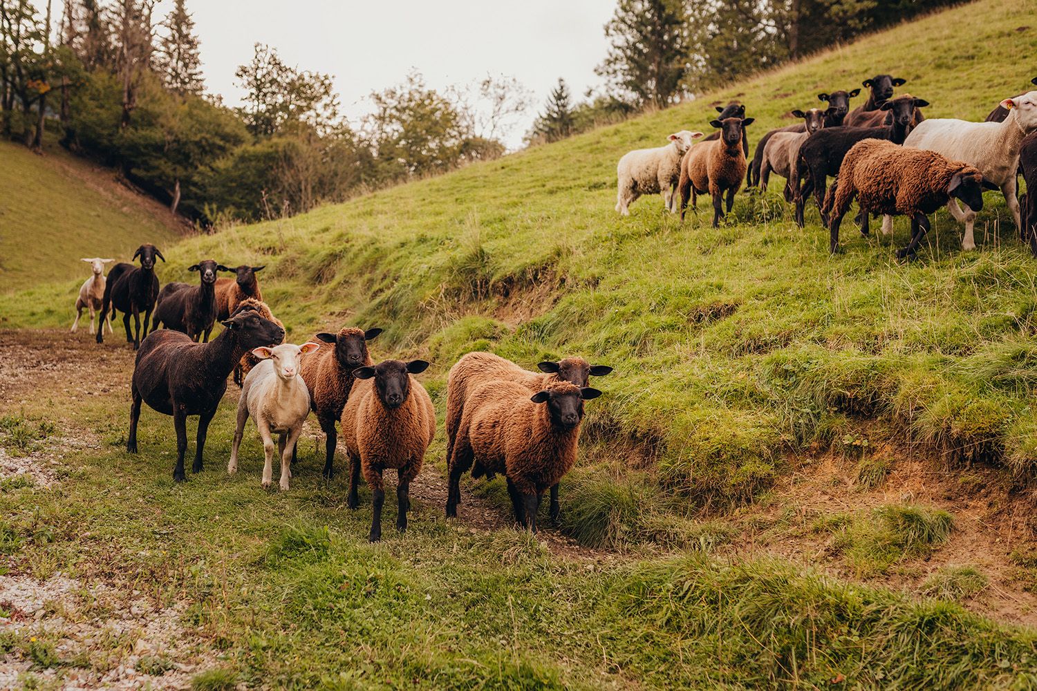 Eine Herde von Schafen und Lämmern auf einer grünen Wiese.
