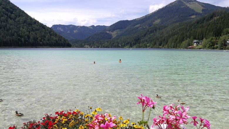 View of the Erlaufsee with flowers in the foreground, mountains in the background and ducks in the water.