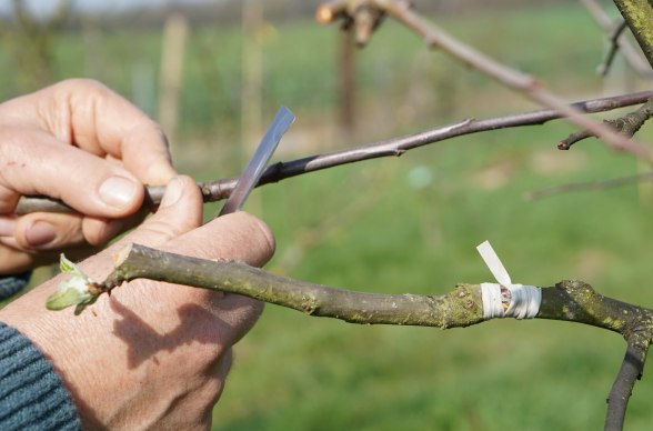 Veredelung, &copy; Herbert Ritthaler