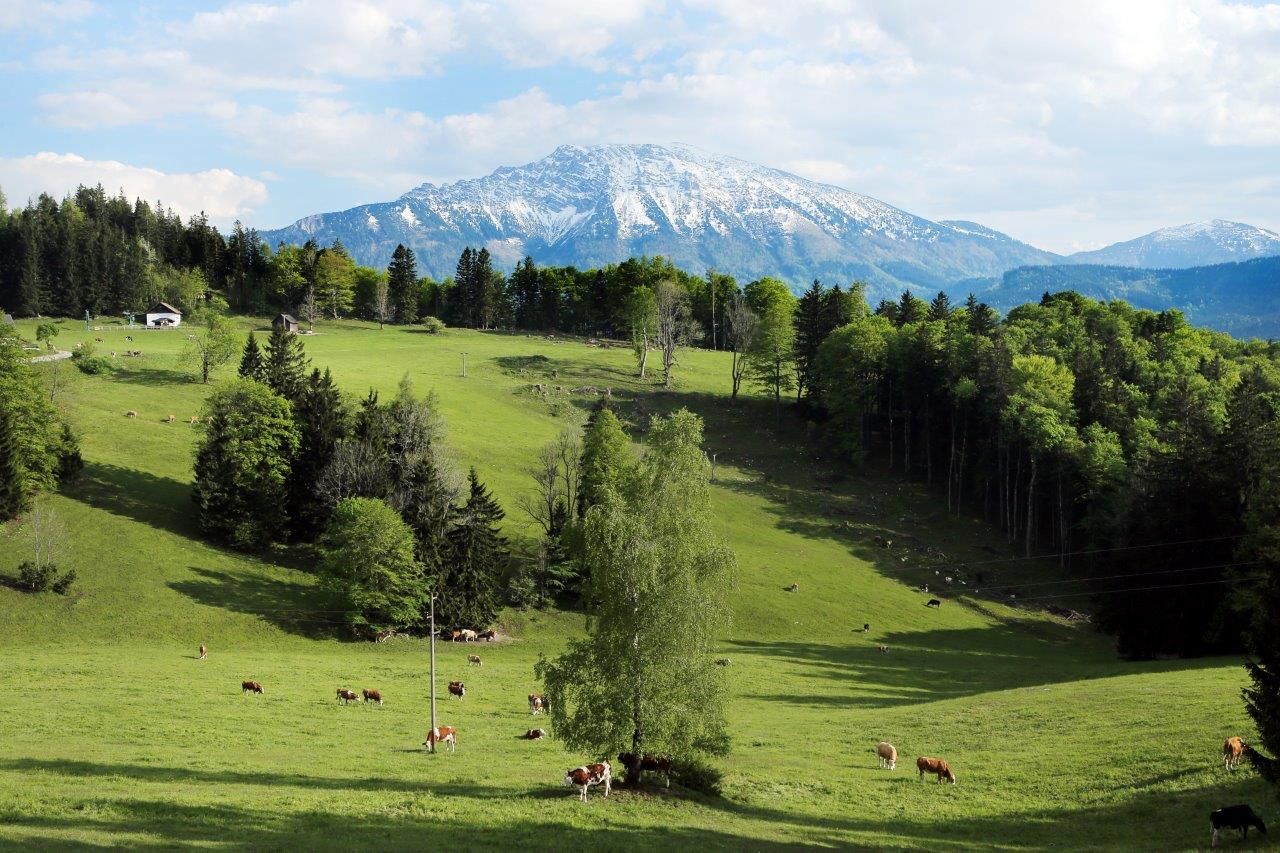 Grüne Almwiese mit Kühen und schneebedecktem Berg im Hintergrund.