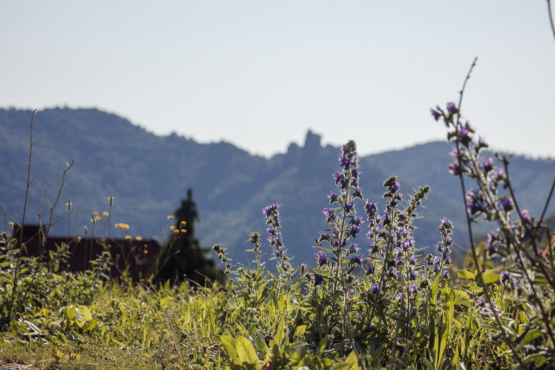 Inmitten der sanften Hügel blühen violette Wiesenblumen und verleihen der Landschaft einen Hauch von Magie. Die klare Luft und die majestätischen Berge im Hintergrund laden zu unvergesslichen Wanderungen ein. Hier, wo die Natur in voller Pracht erstrahlt, findet jeder Besucher sein persönliches Paradies.
