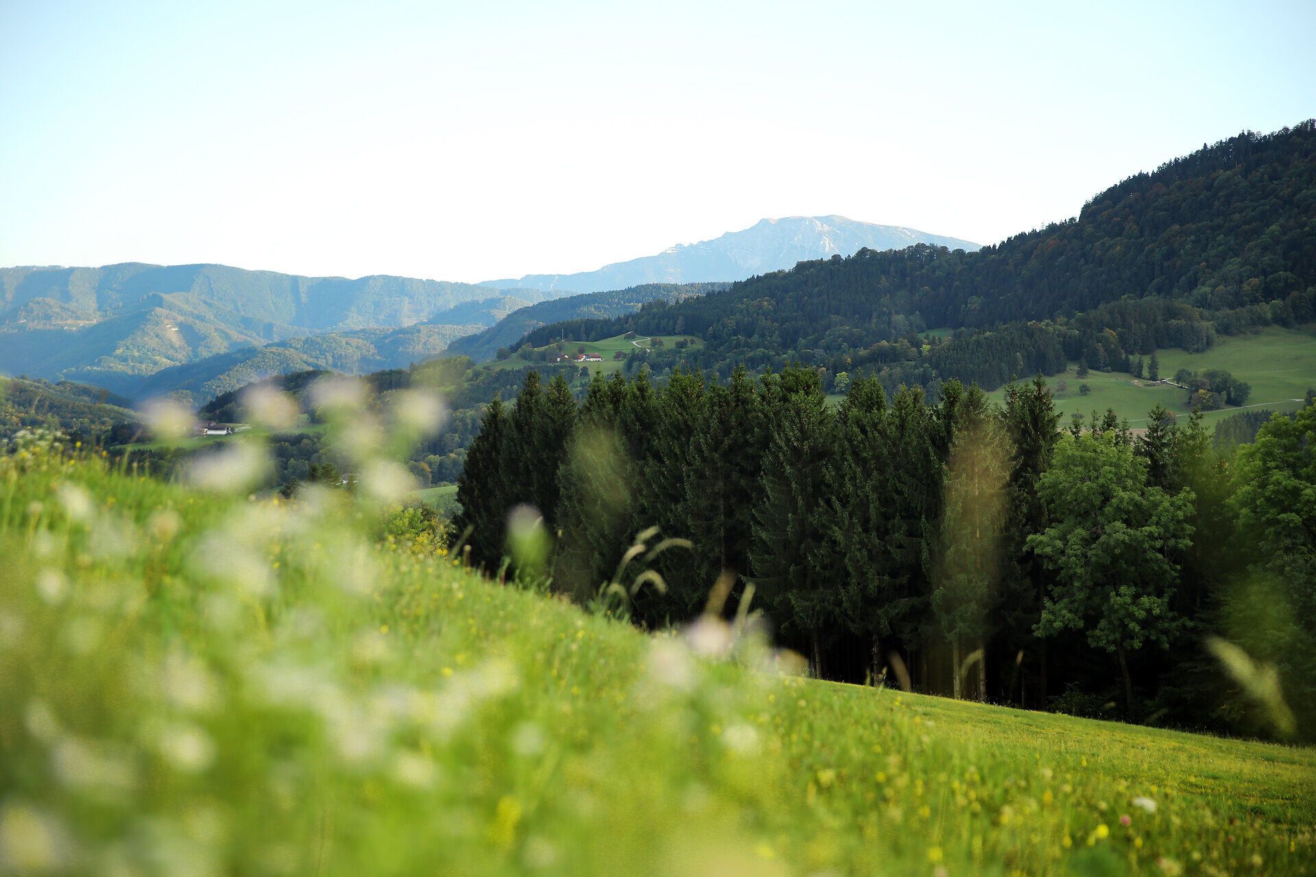The rolling hills and lush forests make for unforgettable hikes. Here, where nature is in full bloom, visitors can enjoy the fresh mountain air and admire the breathtaking views of the surrounding mountains.