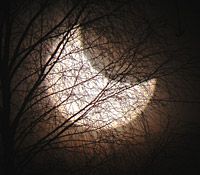 Partial solar eclipse visible behind branches.
