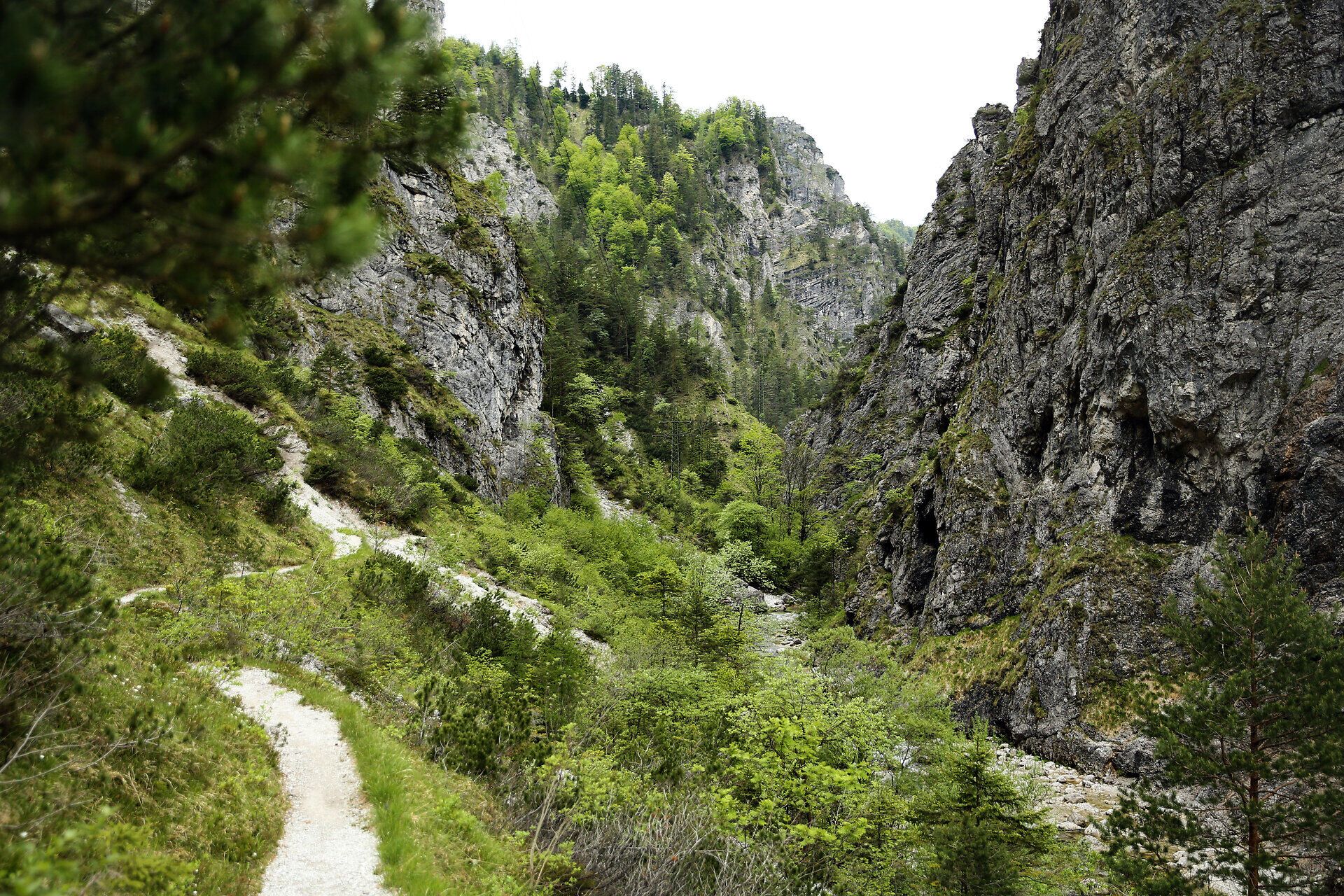 Die majestätischen Felsen erheben sich steil und umrahmen das grüne Tal, während der sanfte Pfad durch die üppige Vegetation führt. Hier, im Naturpark Ötscher-Tormäuer, entfaltet sich die Schönheit der Natur in voller Pracht und lädt Wanderer ein, die atemberaubenden Ausblicke zu genießen.