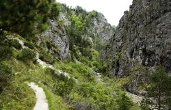 Die majestätischen Felsen erheben sich steil und umrahmen das grüne Tal, während der sanfte Pfad durch die üppige Vegetation führt. Hier, im Naturpark Ötscher-Tormäuer, entfaltet sich die Schönheit der Natur in voller Pracht und lädt Wanderer ein, die atemberaubenden Ausblicke zu genießen.