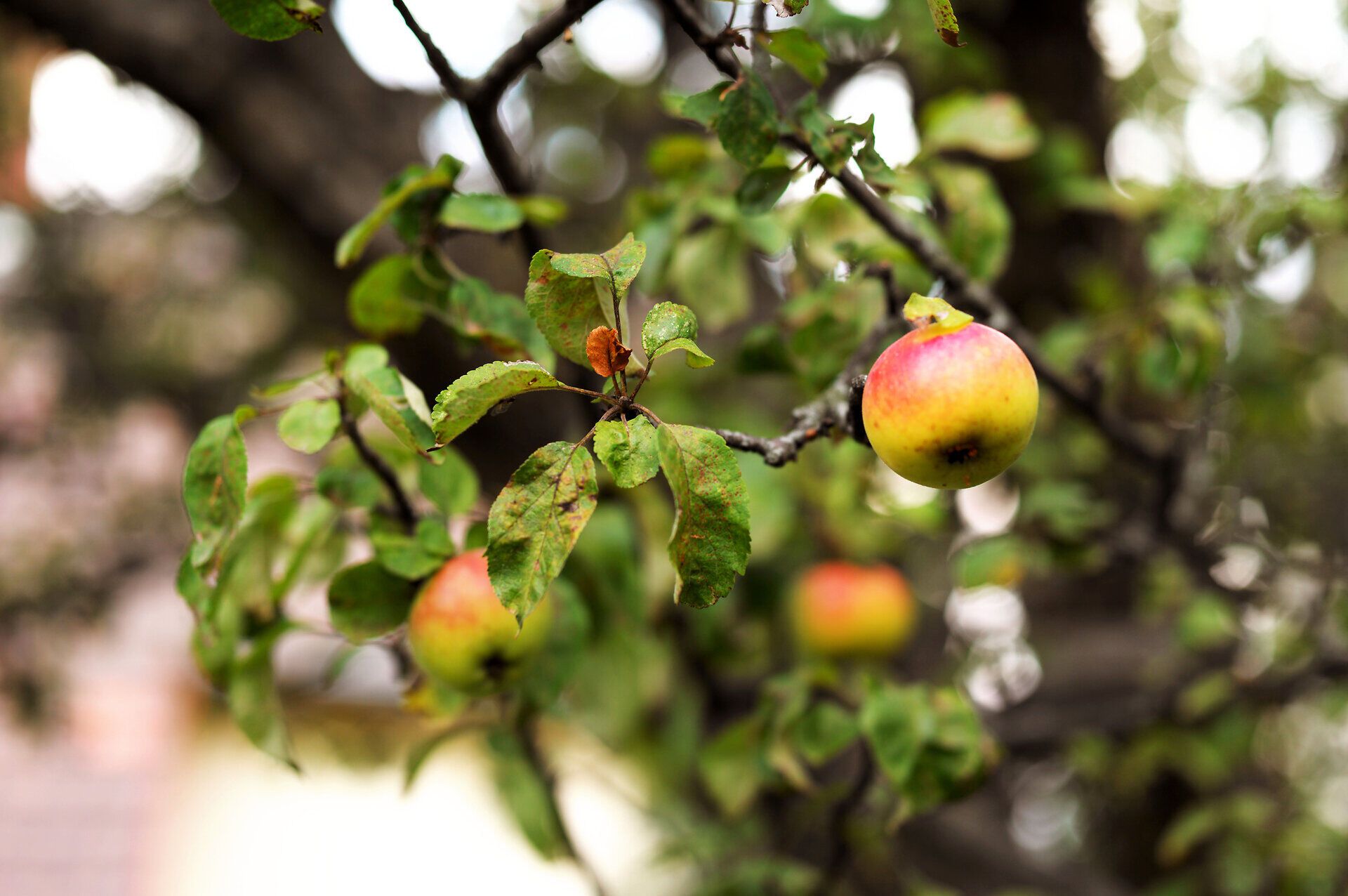 Ein Apfelbaum trägt stolz seine reifen Früchte, die in sanften Farben leuchten. Die Blätter umgeben die Äpfel und schaffen eine harmonische Verbindung zur Natur. Hier im Mostviertel spürt man die Ruhe und die Schönheit der ländlichen Idylle.