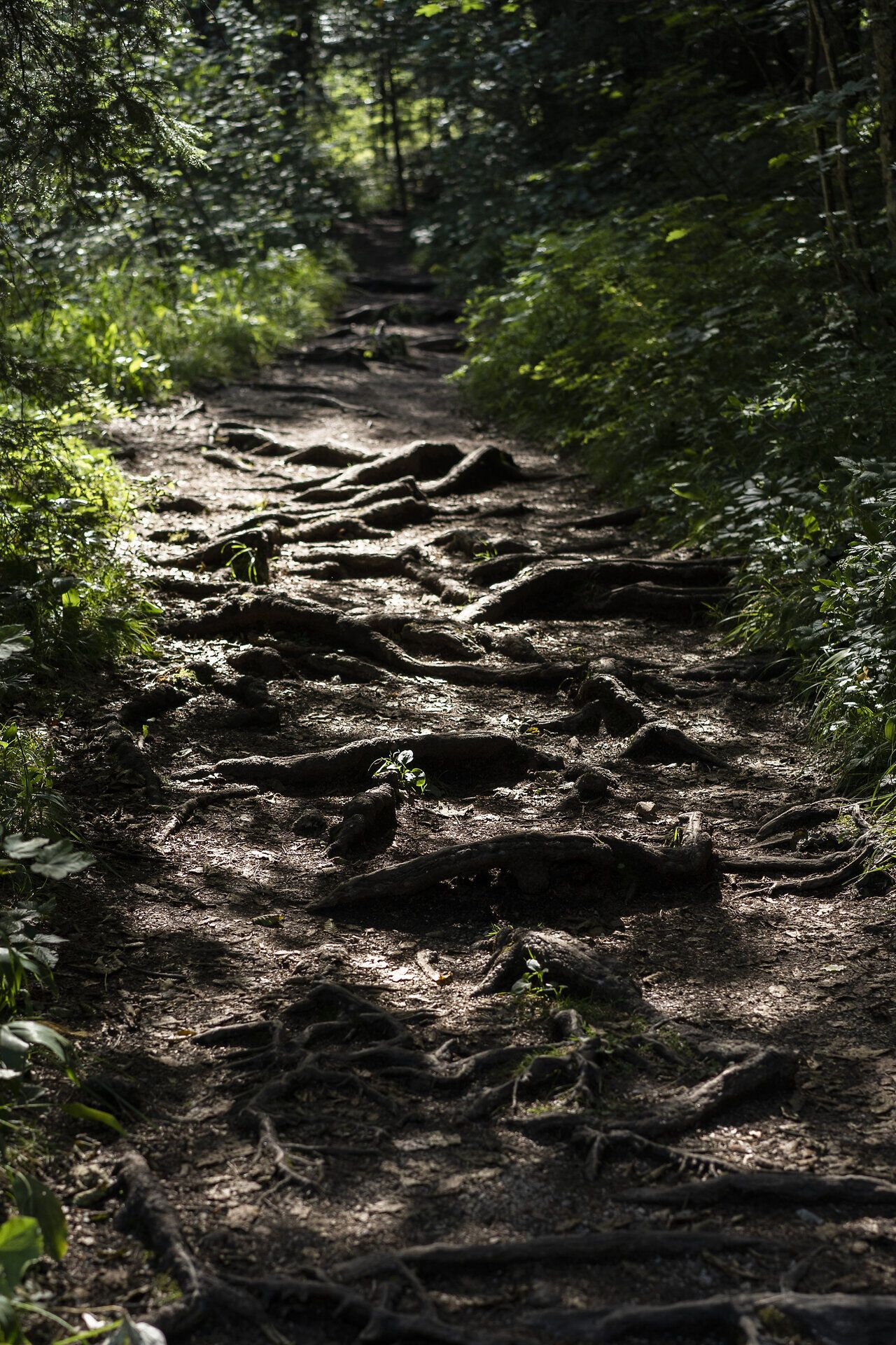Ein schmaler Pfad schlängelt sich durch die dichten Wälder, wo die Wurzeln der Bäume wie natürliche Skulpturen aus dem Boden ragen. Das sanfte Licht, das durch das Blätterdach bricht, schafft eine mystische Atmosphäre, die zum Verweilen einlädt. Hier, inmitten der unberührten Natur, spürt man die Ruhe und die Kraft der Umgebung.