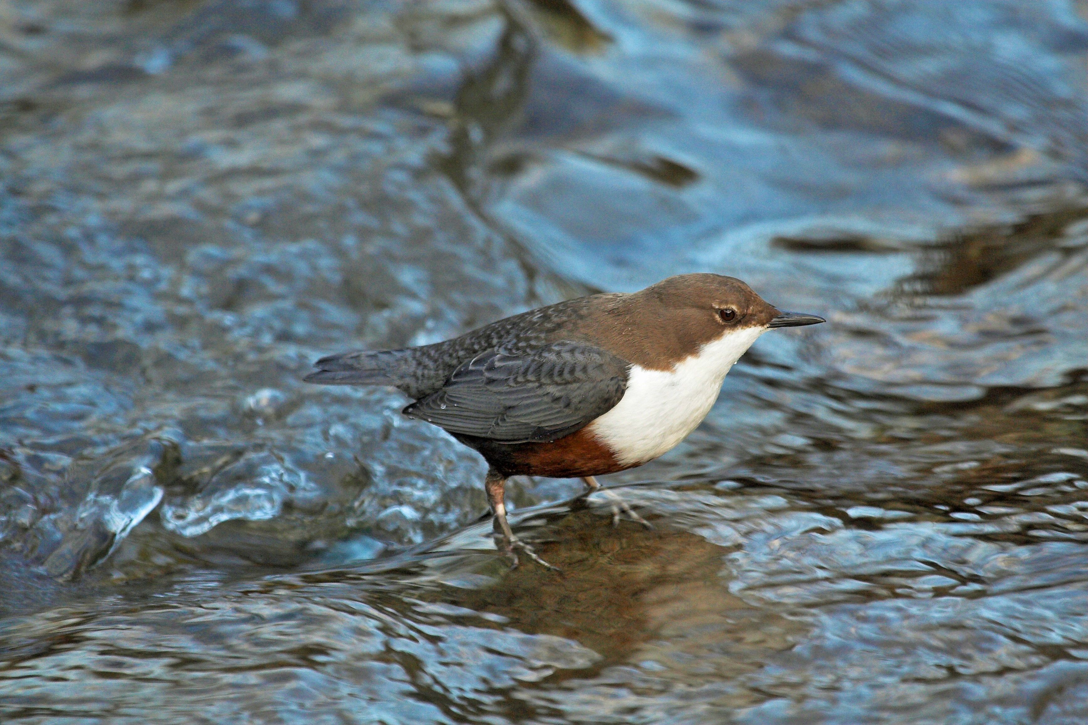 Eine Wasseramsel steht aif einem Stein in einem Bach.
