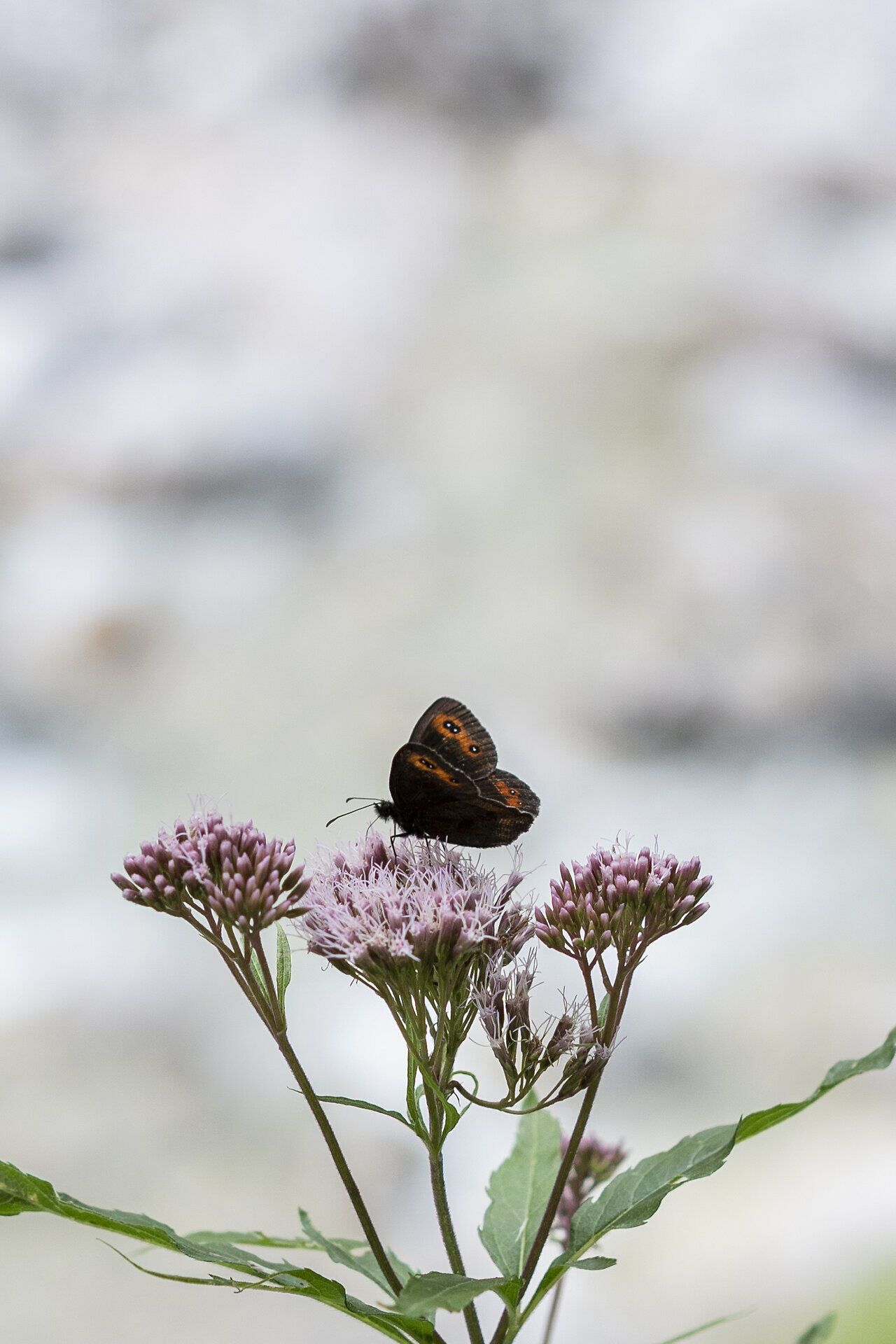 Inmitten der üppigen Flora des Naturparks entfaltet sich die Schönheit der Natur. Eine zarte Schmetterlingsart tanzt von Blüte zu Blüte und verleiht der Szenerie einen Hauch von Magie. Hier, wo die Farben lebendig werden, lädt die Landschaft zum Verweilen und Entdecken ein.