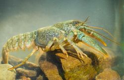 Steinkrebs unter Wasser