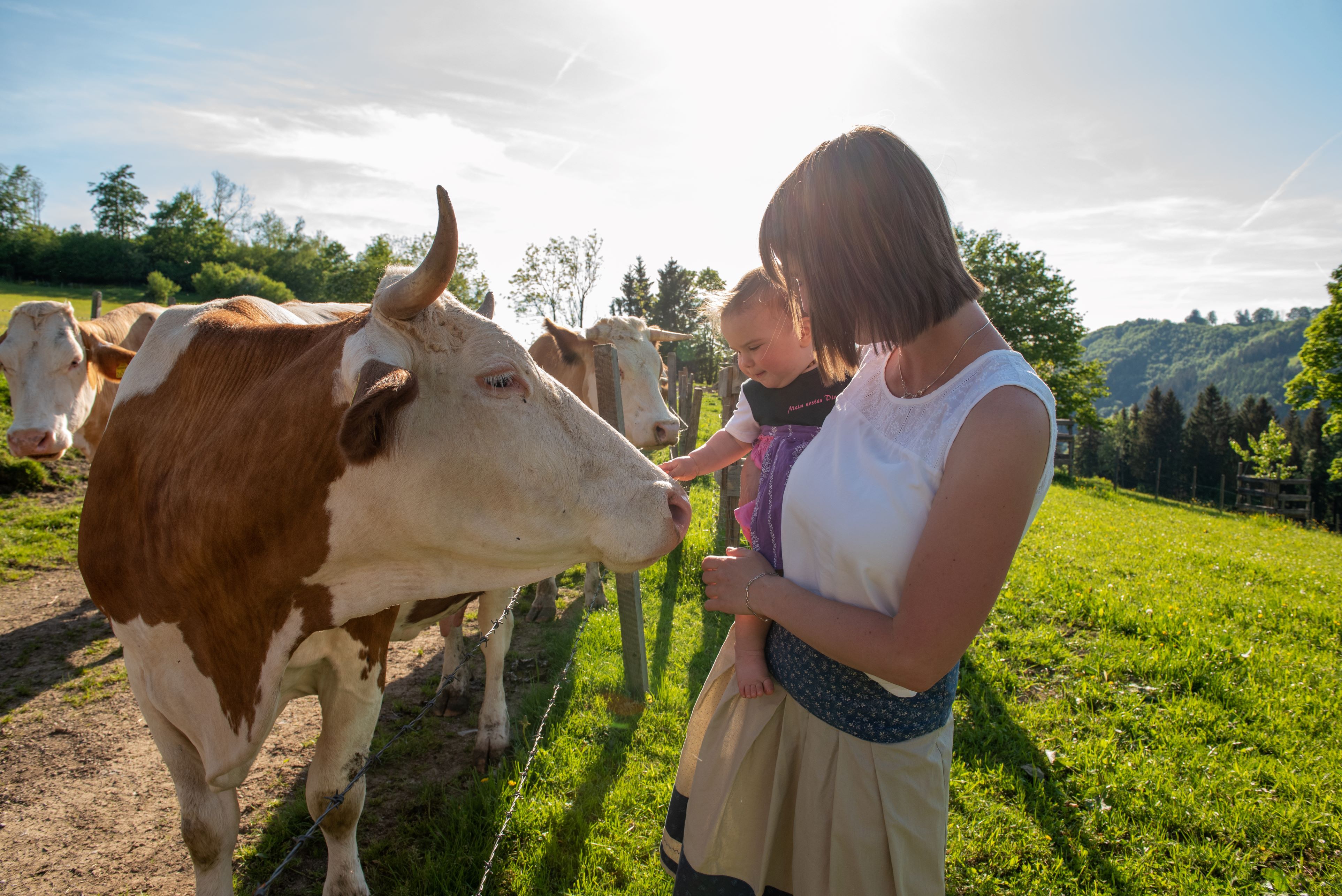 Cow