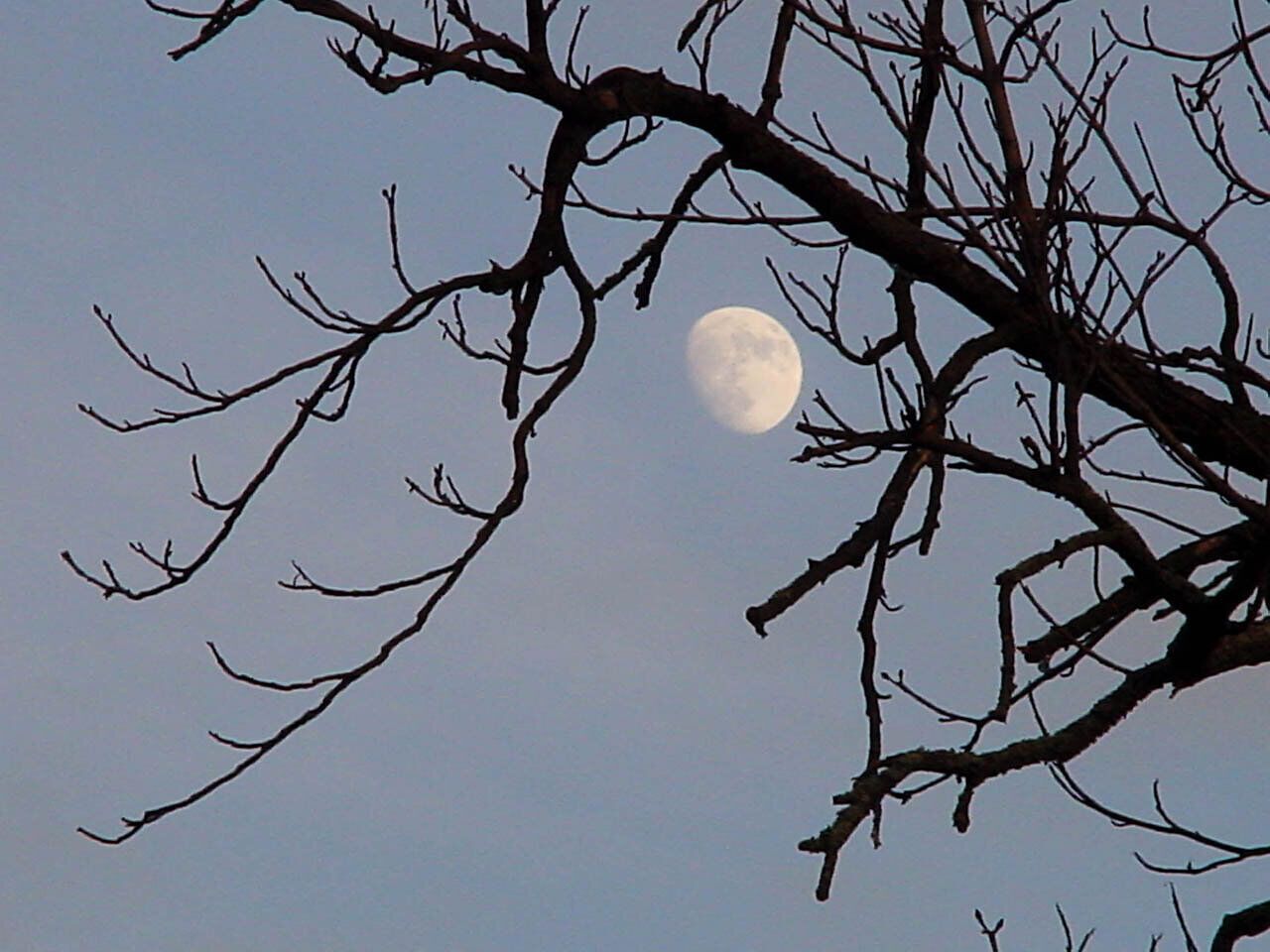 Ein sanfter Abendhimmel umrahmt den fast vollen Mond, der geheimnisvoll zwischen den kahlen Ästen eines Baumes schimmert. Die ruhige Atmosphäre lädt dazu ein, innezuhalten und die Schönheit der Natur zu genießen, während die Dämmerung langsam hereinbricht.