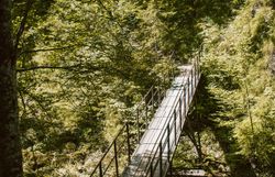 Ein schmaler Holzsteg führt durch die üppige, grüne Landschaft, umgeben von hohen Bäumen und dem sanften Plätschern eines Baches. Die frische, klare Luft und das Spiel von Licht und Schatten schaffen eine einladende Atmosphäre für Wanderer und Naturliebhaber.