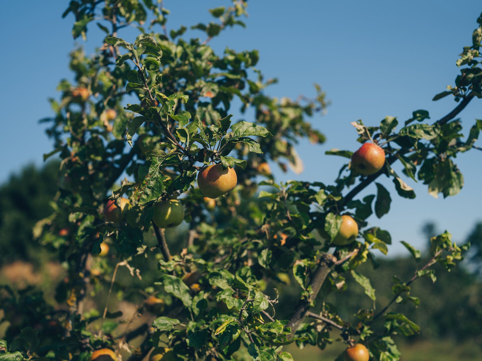 Inmitten der sanften Hügel des Weinviertels reifen saftige Äpfel an den Zweigen eines alten Apfelbaums. Die Streuobstwiesen laden dazu ein, die frische Luft zu genießen und die Vielfalt der Natur zu entdecken. Hier, wo Demeter-Qualität auf Tradition trifft, wird der Sommer zum Erlebnis für alle Sinne.