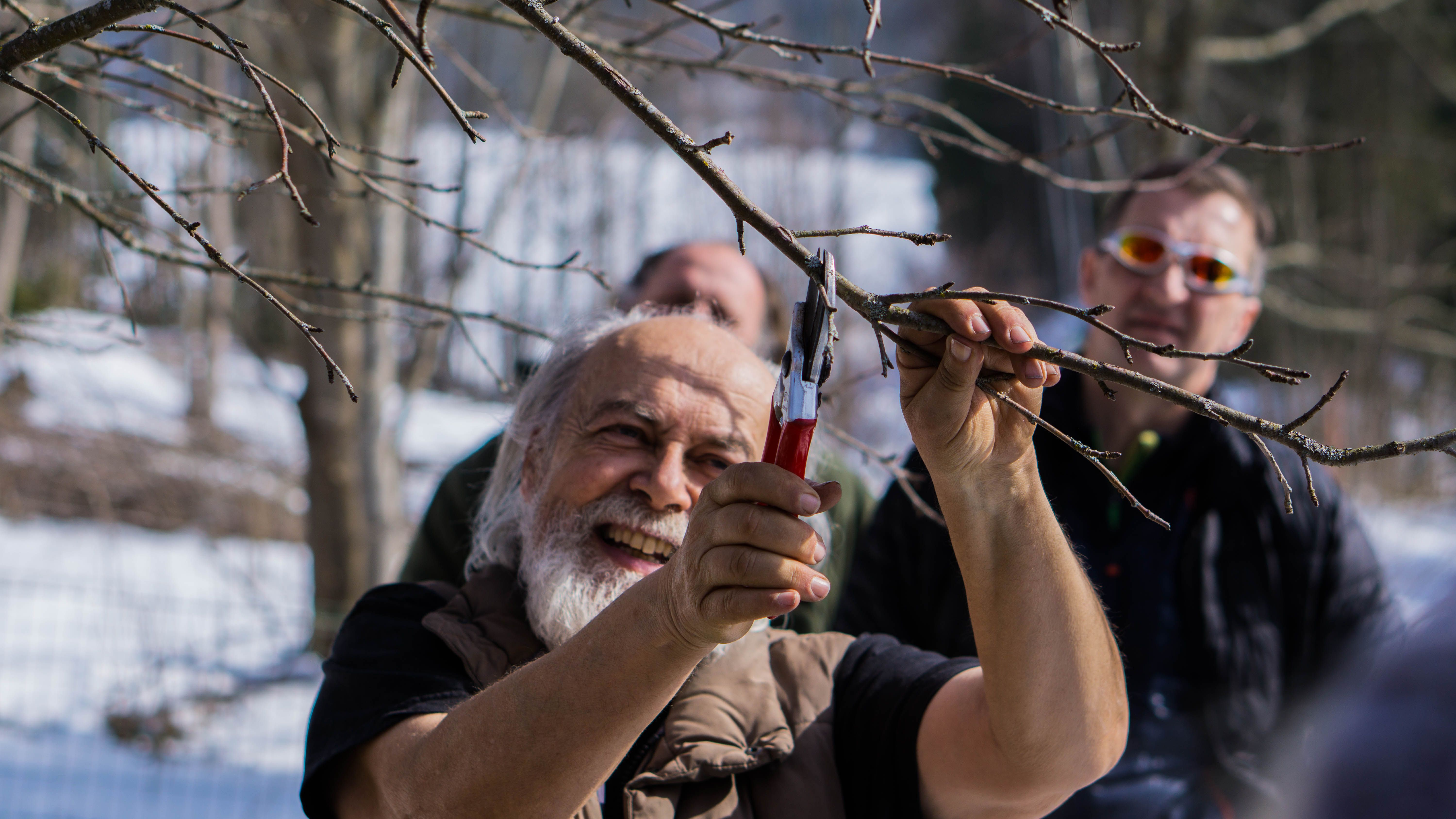 der Referent schneidet Äste an einem Obstbaum zurück