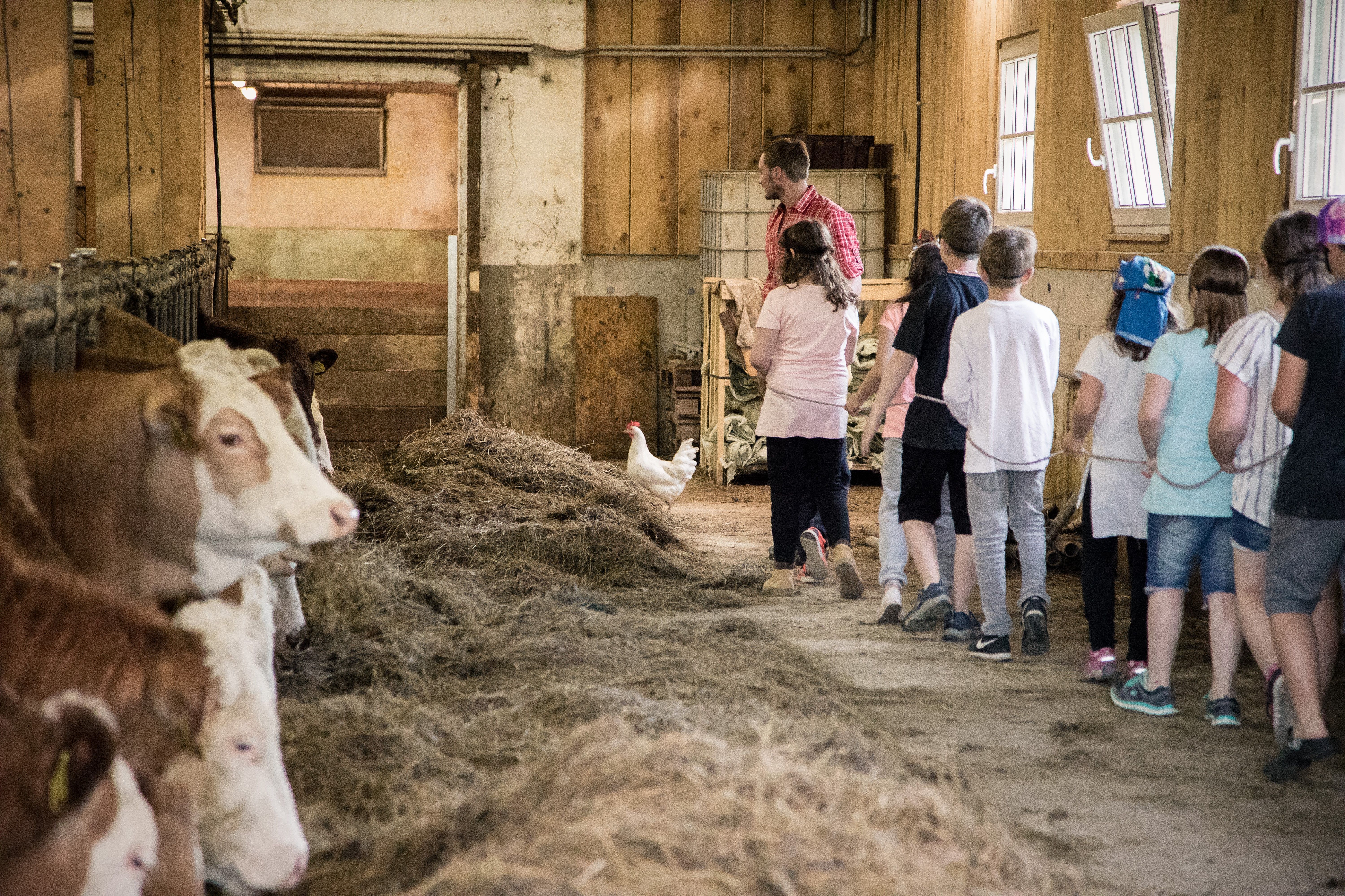 Eine Kindergruppe wird an einem Saal durch den Stall geführt.