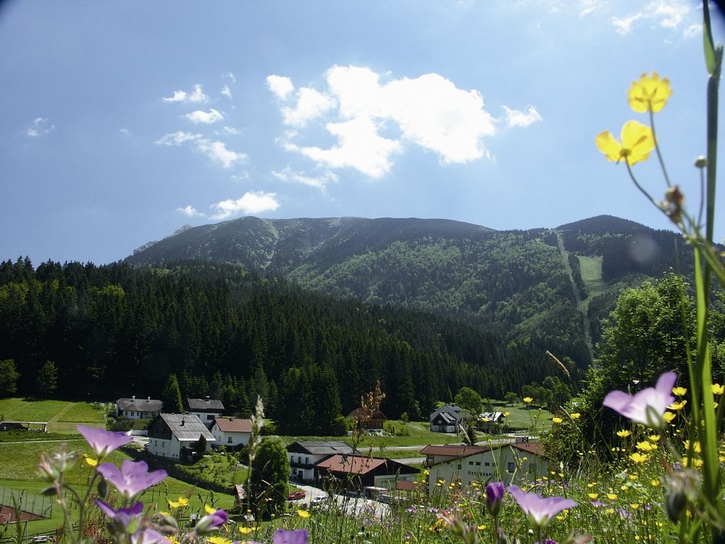 Mountain landscape with flower meadow and village in the foreground, forest and mountain in the background.