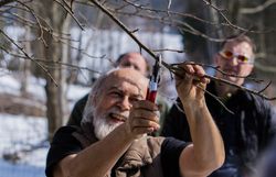 der Referent schneidet Äste an einem Obstbaum zurück