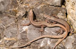 zwei Mauereidechsen sitzen auf einem Stein in der Sonne