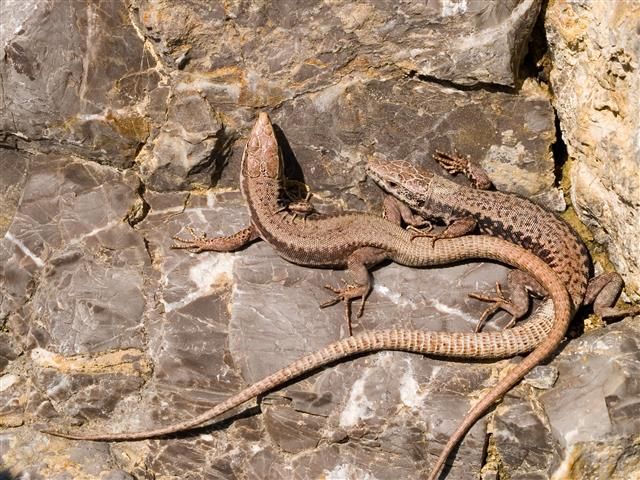 zwei Mauereidechsen sitzen auf einem Stein in der Sonne