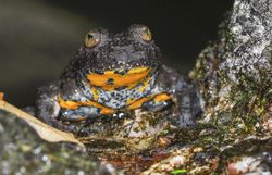 Gelbbauchunke sitzt auf Stein und blickt in die Kamera