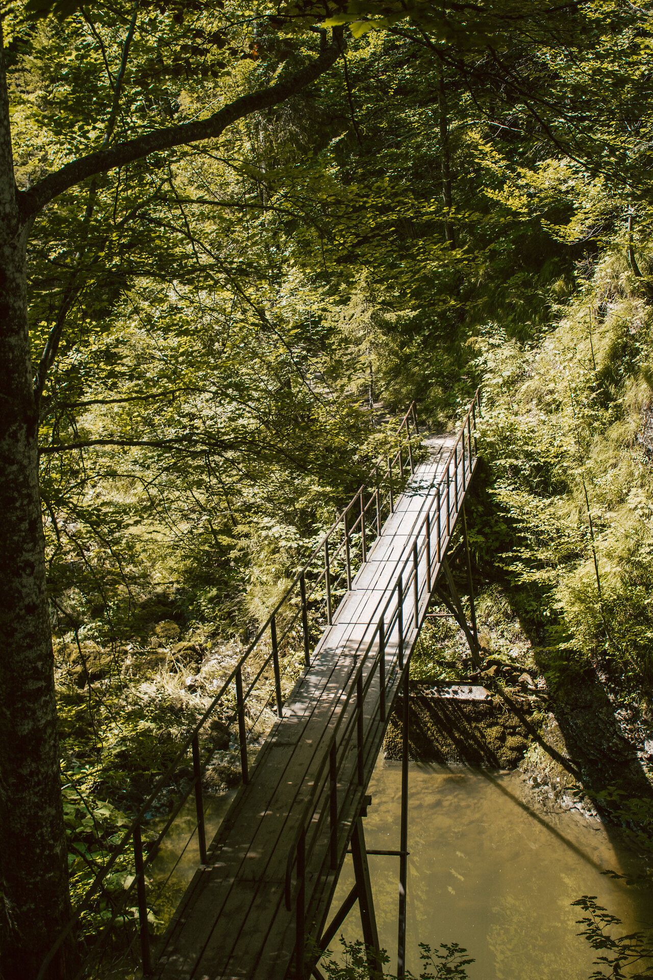 Ein schmaler Holzsteg führt durch die üppige, grüne Landschaft, umgeben von hohen Bäumen und dem sanften Plätschern eines Baches. Die frische, klare Luft und das Spiel von Licht und Schatten schaffen eine einladende Atmosphäre für Wanderer und Naturliebhaber.
