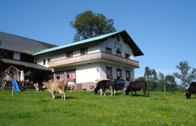 Bauernhof mit K&uuml;hen auf einer Wiese und einem Geb&auml;ude im Hintergrund.