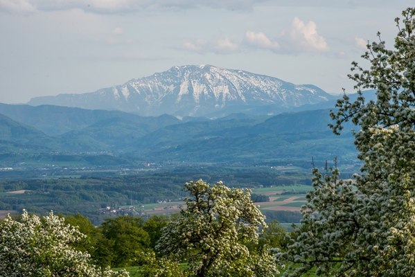 Blick auf den schneebedeckten &Ouml;tscher im Fr&uuml;hling, umgeben von bl&uuml;henden B&auml;umen und gr&uuml;nen H&uuml;geln.