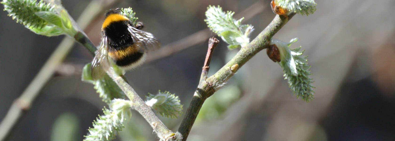 bumblebee, © Naturpark Ötscher-Tormäuer