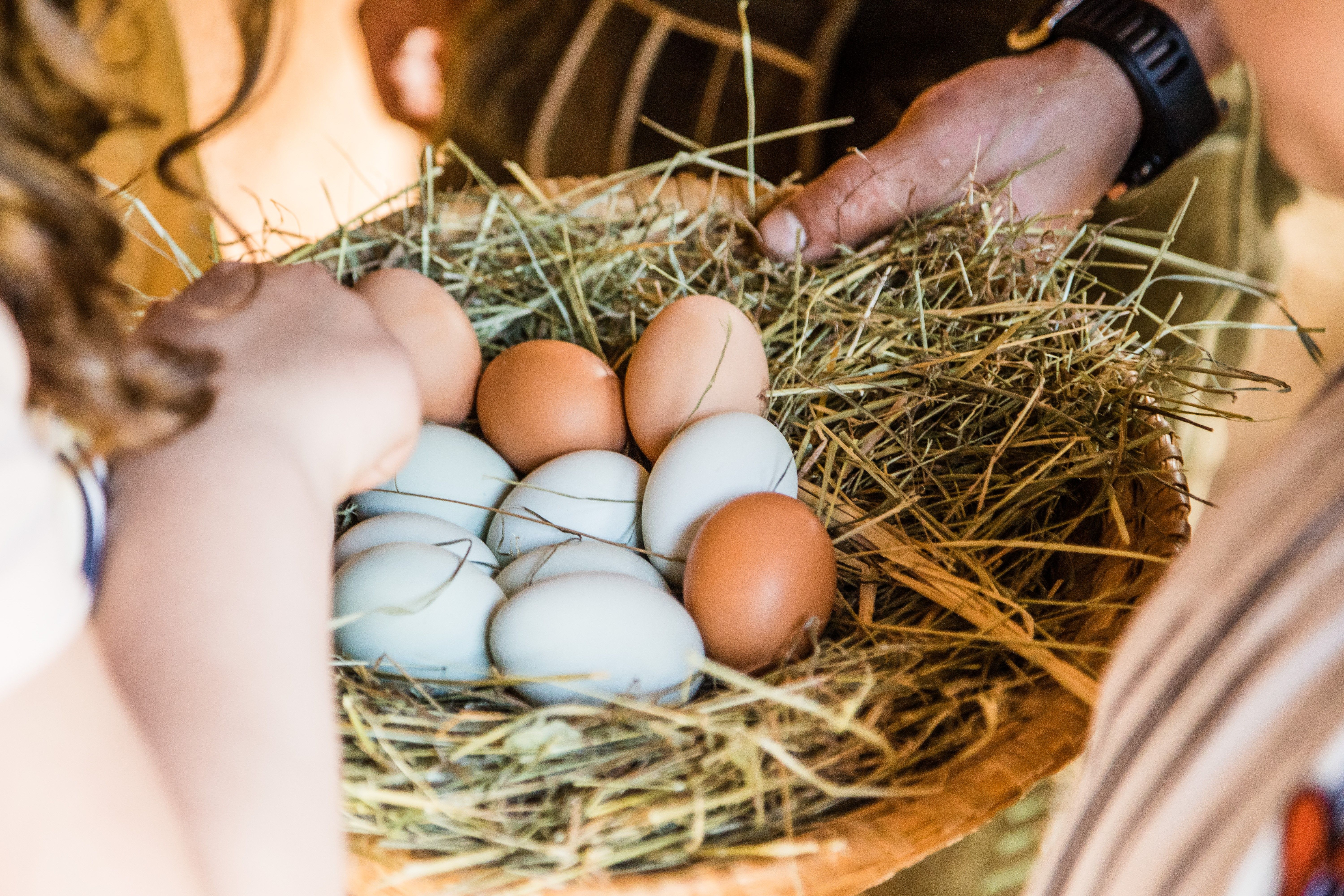 Kinder haben ein Nest voll mit bunten Hühnereiern in der Hand. 