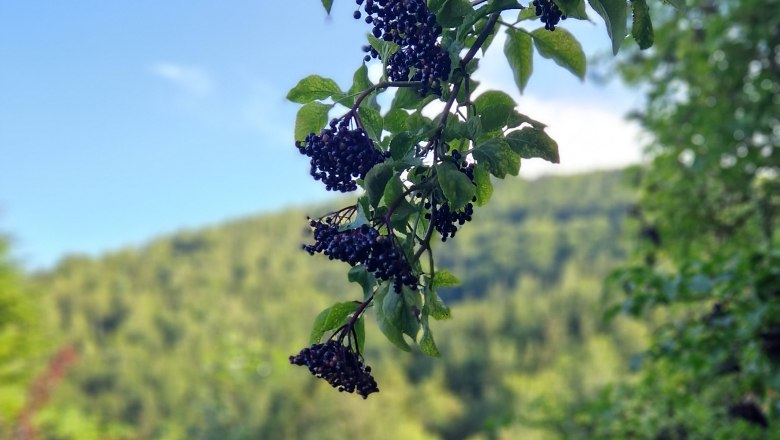 Garten, &copy; Ferienhaus Kr&auml;uterh&auml;usl