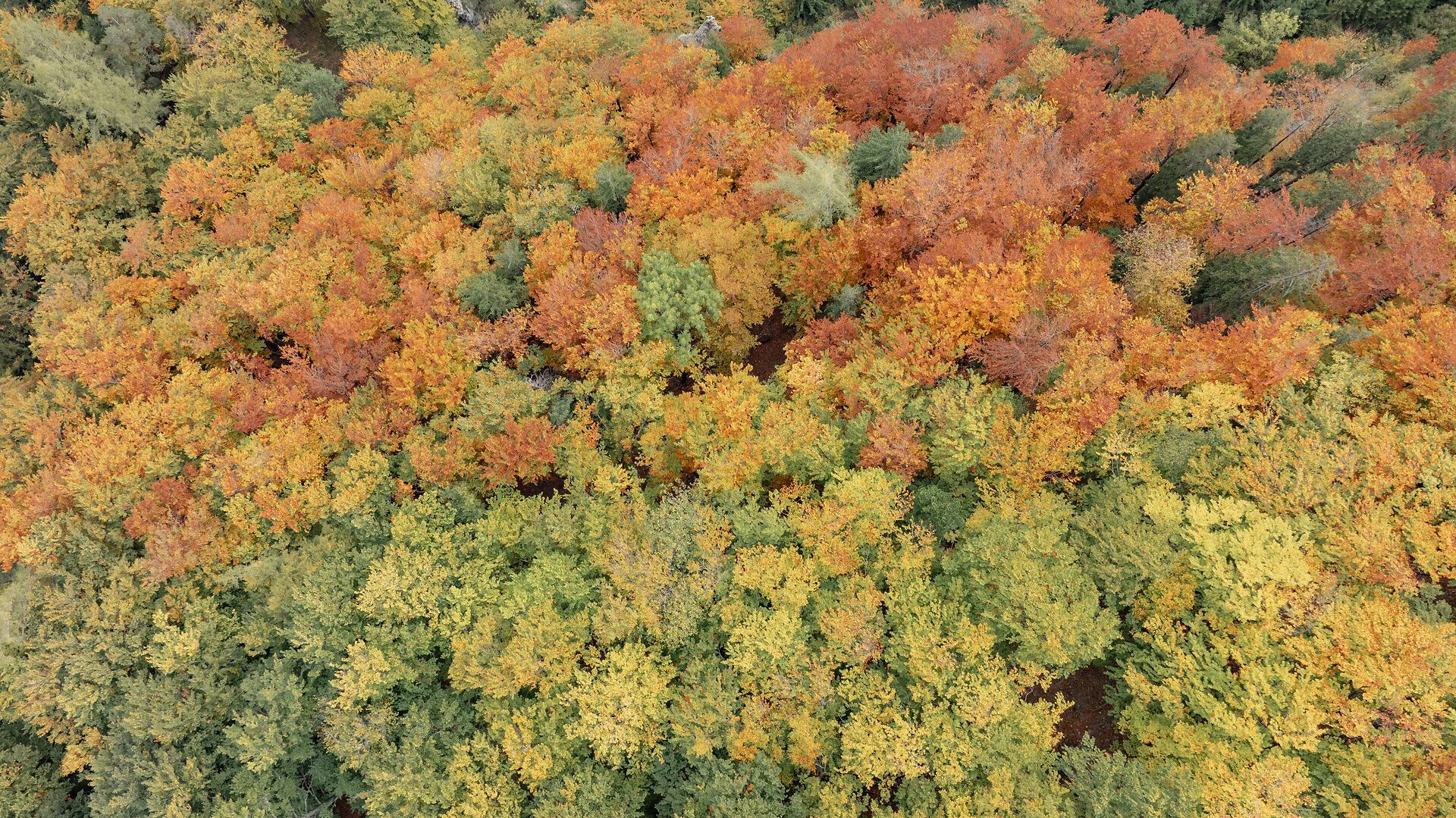 Im goldenen Licht des Herbstes erstrahlt der Naturpark Ötscher-Tormäuer in voller Pracht. Die bunten Blätter der Bäume tanzen sanft im Wind und laden zu unvergesslichen Wanderungen ein. Hier, wo die Natur ihre Farben feiert, findet jeder Besucher einen Ort der Ruhe und Inspiration.