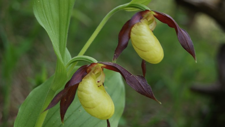 the lady's slipper orchid, © Naturpark Ötscher-Tormäuer
