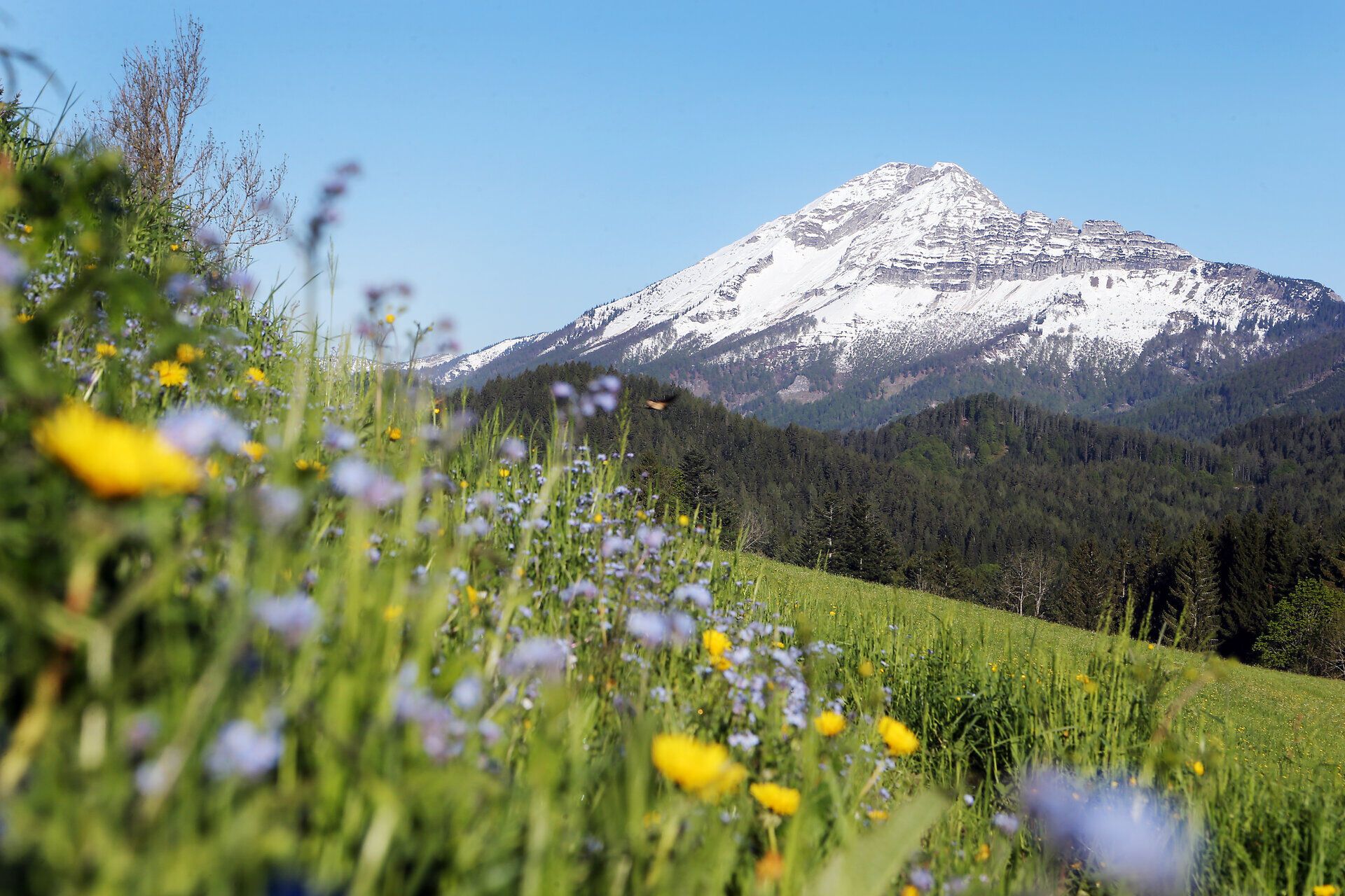 Die blühenden Wiesen strahlen in leuchtenden Farben und laden zu einem unvergesslichen Frühlingserlebnis ein. Im Hintergrund erhebt sich majestätisch der Ötscher, dessen schneebedeckte Gipfel die klare Luft durchdringen. Hier, inmitten der Natur, entfaltet sich die Schönheit der Landschaft und bietet eine perfekte Kulisse für Erholungssuchende.