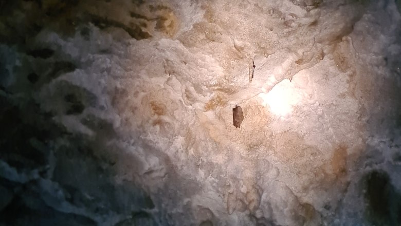 Mausohr in der Ötscher-Tropfsteinhöhle, © Naturpark Ötscher-Tormäuer
