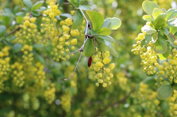 Berberitze, © L. Andres